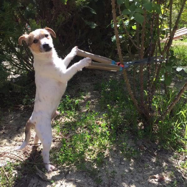 <p>Manavgat'ta 5 yıldızlı bir otelde &ouml;n b&uuml;ro m&uuml;d&uuml;r&uuml; olarak g&ouml;rev yapan Emre G&uuml;rsoy, 3 aylıkken sahiplendiği ve 'Maylo' adını verdiği k&ouml;peği bazı komutlarına karşılık verince eğitmeye karar verdi..</p>
