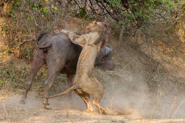 <p>Belgesellerde tam tersini görmeye alışkın olduğumuz doğal yaşam görüntülerinde bu defa bir bufalo aslanı saldırdığına pişman etti.</p>

<ul>
</ul>
