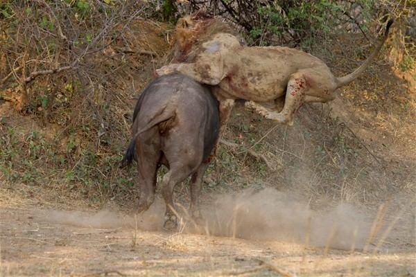 <p>Zambia'nın Güney Luangwa Ulusal Park'ında yaşananlar herkesi hayrete düşürdü. 6 yaşındaki aç erkek aslan, dişi bir bufaloya saldırdı.<br />
 </p>
