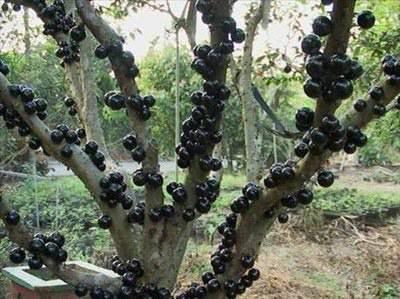 <p>Jabuticaba: Asma ağacı şeklindeki bitki Brezilya'nın güneydoğusunda bulunur ve ilginç bir ağaçtır. Ağacı ilginç kılan şey gövdesinde bulunan meyvelerdir. Önce tüm tüm ağaç gövdesini sarı ile beyaz çiçekler kaplar ve bu çiçekler meyveye dönüşür. Kalın mor kabuğunun altında yumuşak jelatinimsi eti ve birkaç da çekirdek vardır.Tatlı bir meyvedir, yenilebilir. Likör ya da şaraba da dönüştürülebilir. Ne yazık ki dalından kopan meyve dayanıklı değildir ve 3-4 gün içerisinde ekşimeye başlar.</p>
<p> </p>