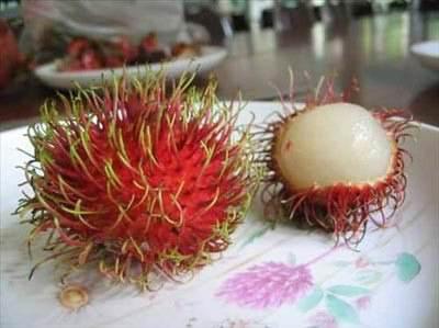 <p>Rambutan: Dışarıdan bakınca tüylü çileğe benzeyen rambutan, tat olaraksa Liçi olarak da bilinen kral meyvesine benzer. Asya'nın güneydoğusuna has bir ağaçtır, ama küçük ve daha yabani meyveli hali Kosta Rika'da da bulunur. Oval şeklindedir ve genelde 10 santime kadar genişleyebilen meyveleri vardır. Hafif serttir ama kolayca soyulabilir. Ekşi ya da tatlı olabilir.</p>
<p> </p>