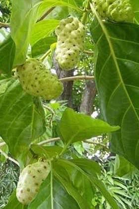 <p>Noni- Hint Dutu: Hint dutu olarak da bilinen meyvenin anavatanı Asya'nın güneyi ve Avustralya civarları olsa da tropik bölgelerde yetiştirilir. Ağaç yıl boyunca meyvelerini taşır, meyveler olgunlaşırken çok keskin bir koku yayar. Kokusundan dolayı peynir meyvesi olarak da bilinir. Kötü kokusuna rağmen, lif, A vitamini , protein, demir ve kalsiyum bakımından zengindir. Pasifik adalarında düzenli beslenme için ideal bir besin olarak görülür. Güveçte pişirilebilir ya da tuzla yenebilir.</p>
<p> </p>