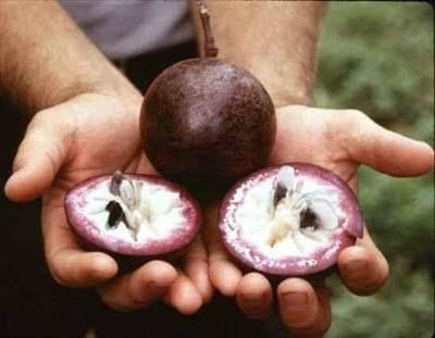 <p>Yıldız Elma- Star Apple: Yıldız elma Orta Amerika'nın ve alçak tepelerinde ve Hindistan'ın batısında yetişir. Uzaktan bakınca, her mevsim yeşil kalan yaprakları altın gibi görünür. Mor ya da beyaz tatlı kokusu olan çiçekleri vardır bitkinin. Meyvesi ise yuvarlak, mordur. Kalın yapışkan bir kabuğa sahiptir. Çok yoğun tadı olan güzel kokulu bir meyvedir.</p>
<p> </p>