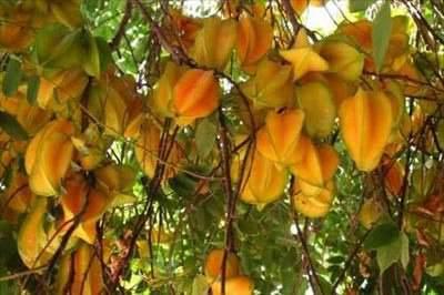 <p>Yıldız Meyvesi- Star Fruit- Carambola: Carambola olarak da bilinen yıldız meyvesinin anavatanı Filipinler'dir. Güneydoğu Asya,Asya'nın doğusu, Güney Amerika, Florida ve Hawaii'de yaygın olarak bulunur. Boyuna 5 çıkıntısı olan meyve, ortasından kesildiğinde yıldıza benzer. C vitamini ve antioksidan bakımından zengindir. Rengi olgulaştığında parlak sarıya döner. Mumlu kabuğu vardır ve meyvenin tüm kısımları yenebilir. İçi sulu, kabuğu ise gevrektir.</p>
<p> </p>