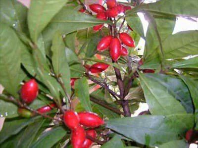 <p>Tatlı Çilek- Miracle Fruit: Batı Afrika'ya has ilginç bir çilek türüdür. Miracle olan ismi miraculin denen içinde bolca bulundurduğu maddeden gelir. Glikoprotein içerir. Meyve yendiğinde hafif tatlıdır ama saatler geçtikten sonra glikoprotein ortaya çıkar ve ağızdaki diğer tatların hepsinin yok eder ve şeker tadı ağzımızı kaplar. Üzerine limon yerseniz şurup tadı ortaya çıkabilir. Ani tatlı çıkışının sebebi, miraculin denen maddenin dildeki tat algılarını bozup, dilin tat yerine asidi algılaması olarak açıklanabilir. Tatlı algılayıcıları beyne, asit salgılayan tüm tatları tatlıya dönüştürmesi konusunda komut verir. 70'lerde meyvenin beslenmede kullanılması düşünülmüştür. Bu şekilde şeker kullanmadan meyve sayesinde yediklerimiz şekere dönüştürülebilir. Bu da dışarıdan alınan şeker miktarını düşürür. Ama ne yazık ki şeker üreten şirketler tarafından, bu girişime ket vuruldu. Son iki yıldır meyve yine popülerlik kazanmaya başladı. Çilekler kurutulup ihraç ediliyor. Çileği yiyenler bir kere çilekten yiyip diğer yedikleri her şeyde bu tadı alıyorlar.</p>

<p> </p>
