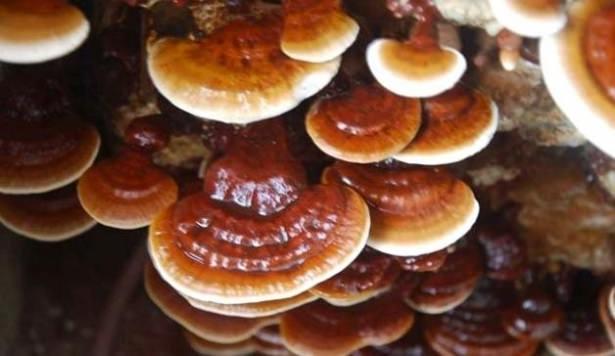 <p>Ganoderma mantarının içerdiği polisakkaritlerden bir tanesi olan beta glukan bağışıklık sistemini uyararak, enfekteli hücrelere karşı savaşan T hücrelerinin oluşumunu teşvik ediyor.</p>

<p> </p>
