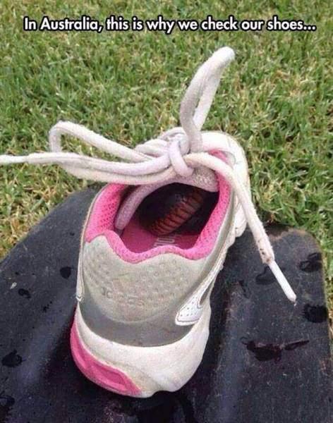 <p>"Avustralya'da ayakkabılarımızı bu yüzden kontrol ederiz!"</p>
