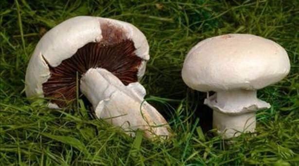 <p>10. MANTAR: Bu bitkinin yabani olanları, zehirlenmelere ve hatta halüsinasyonlara neden oluyor.</p>