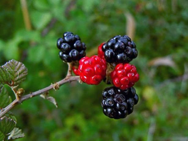 <p><strong>6. Yaban mersini, böğürtlen, çilek</strong><br />
<br />
Yaban mersini, böğürtlen ile çileğin içeriğinde bulunan C vitamini ve ellagik asit, kanser hücrelerinin büyümesini önleyerek koruyucu etki gösteriyor. Özellikle meme, cilt ve akciğer kanserlerinde önleyici etkisi bulunuyor. Çilek ve böğürtlen genetik kodumuz olan DNA’mızdaki hasarı gidererek akciğer kanserinin önlenmesinde de etki sağlıyor.</p>