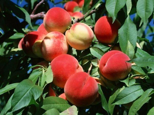 <p><strong>Şeftali ve kayısı: </strong>Potasyum deposu besinlerdir. Ayrıca C vitamini ve çok sayıda flavonoid ihtiva eder.</p>
