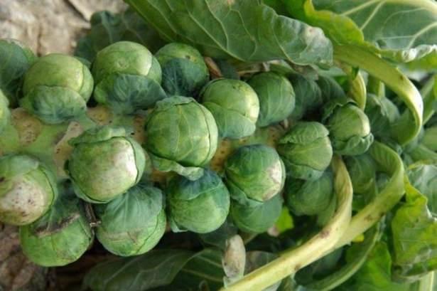 <p><strong>Brokoli ve Brüksel lahanası: </strong>İhtiva ettiği sulforafan ile anti-aging yiyecekleri arasındaki yerini üst sıralarda yaz aylarında da muhafaza etmektedir.</p>
