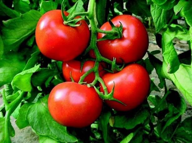 <p>Likopen kanser riskini azaltır, damarlarınızı korur, cildinizi ve belleğinizi destekler.</p>
