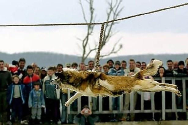 <p><strong>KÖPEK ASMA</strong></p>
<p>Bulgaristan'da yerel bir gelenek.</p>