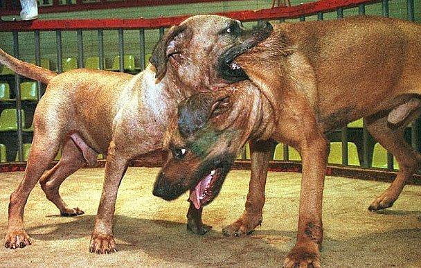 <p><strong>KÖPEK DÖVÜŞLERİ</strong><br />
Afganistan ve Japonya gibi ülkelerde serbest olan işkence.</p>