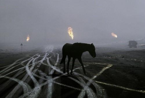 <p>Savaşlarla, bombardımanlarla ormanlar, dağlar yerle bir edilirken bahsi bile geçmeyen hayvanların çok rahat bir şekilde gözden çıkarılması,</p>