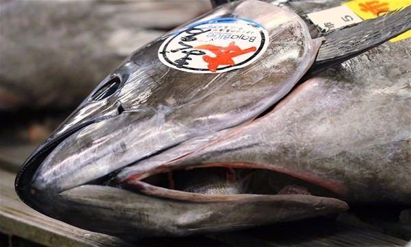 <p>Japonya'nın Oma kentinde yakalanan büyük Bluefin ton balığı, Tokyo'nun Tsukiji Pazarı'ndaki  ilk açık artırmada, <strong>ikinci en yüksek </strong>fiyat olan <strong>74 milyon yen (631,000 ABD doları)</strong> karşılığında satıldı.</p>
