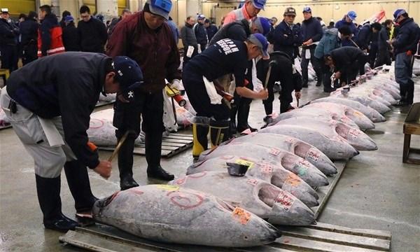 <p>Bin bir çeşit balığın bulunduğu Tsukiji balık pazarı dünyadaki en büyük balık pazarı olarak biliniyor.</p>
