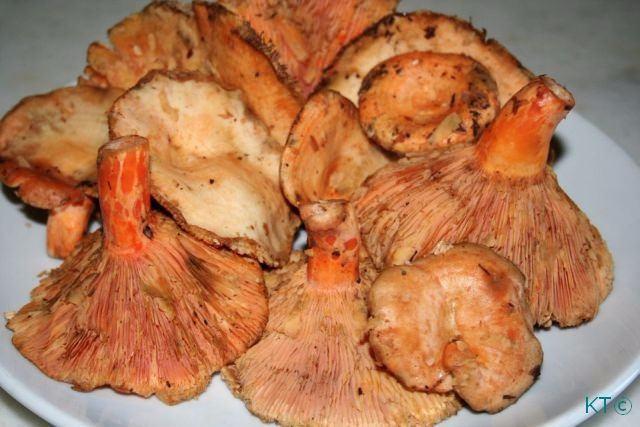 <p>Lezzetli ve ekonomik bakımdan gelir getiren bir mantardır. </p>