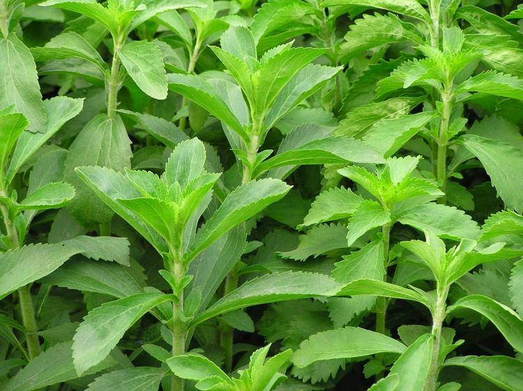 <p><strong>Stevia bitkisi</strong></p>

<p>Stevia hiç şeker içermeyen, sıfır kalorisi bulunan tatlı bir bitkidir. Avrupa ve Amerika'da doğal tatlandırıcı olarak kullanılır.</p>
