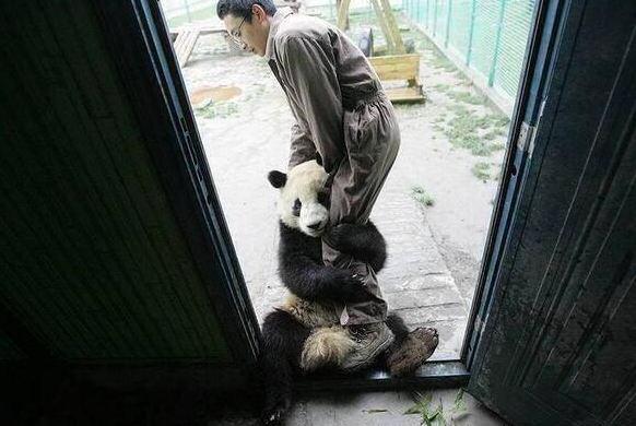 <p>Depremden korkup bakıcısının bacağına sarılan ürkek bir yavru panda</p>

<p> </p>
