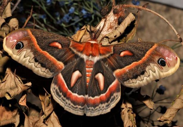 <p>Cecropia Moth kelebeği</p>
