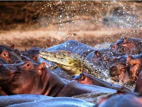 <p>Bir vahşi yaşam fotoğrafçısı olmak kolay bir iş değildir. Hayvanları rahatsız etmeden onları doğal ortamlarında fotoğraflamanız gerekir. Onları bulmak ise öyle kolay bir iş değildir. Ancak bu karelerde onların en doğal ve yaşam fotoğrafları bulunuyor. İşte o kareler;</p>
