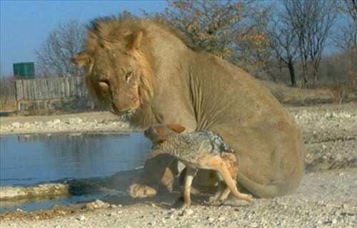 <p>Zor durumdan kurtulan çakal o kadar öfkeliydi ki arka iki ayağının üzerine kalktı ve ona şaşkınlıkla bakan aslanın karşısına dikildi.</p>

<p> </p>
