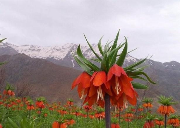 <p>HAKKARİ - Ters Lale (Ağlayan Lale)</p>
