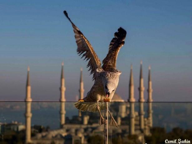 <p>Sultanahmet Camii ve Martı</p>
