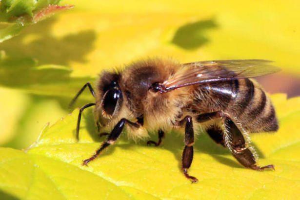 <p>Bal arısı : 1 ay</p>
