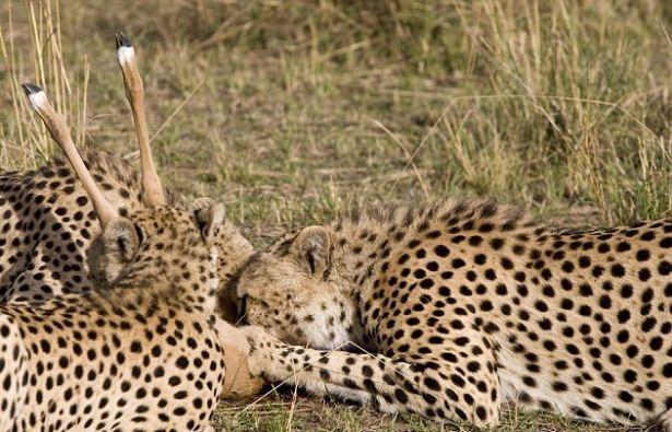 <p> Houy, genç leoparların zaman zaman avlarıyla oyun oynamalarının gözlemlendiğini, bunun genç leoparların öldürme becerisi geliştirmek için yapılan içgüdüsel bir olay olduğunu anlatıyor.</p>

<p> </p>
