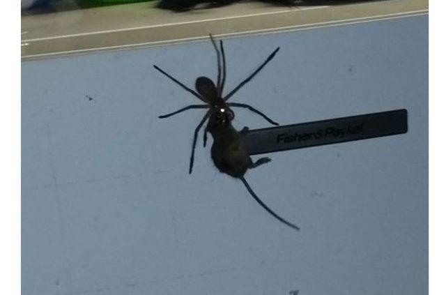 <p>Ağa yakalanmış yılan, hatta kuş bile gördük fakat ağzıyla fare yakalamış bir örümcek hiç görmemiştik” dedi.</p>
<p> </p>