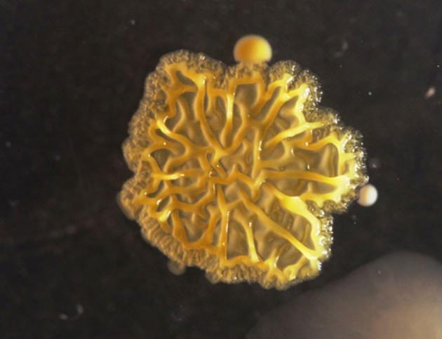  Sanat çalışması gibi görünen bu fotograf aslında bir bakteriye ait.