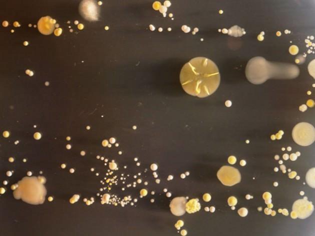 Üniversiteden Doktor Simon Park, cep telefonlarının sadece iletişim aracı olmadığını, bizim kişisel izlerimizi de taşıdığını söylüyor. Tabii aynı zamanda yediklerimizi, içtiklerimizi de telefonlara bir şekilde bulaştırıyoruz.