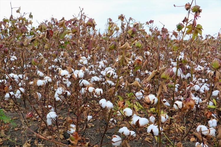 <p>Karadeniz, pamuğun ekonomik kazanım anlamında diğer ürünlerden daha değerli olduğunu, başka çiftçilerin de üretim yapmasıyla bölge ekonomisinin canlanacağını ifade etti. </p>
