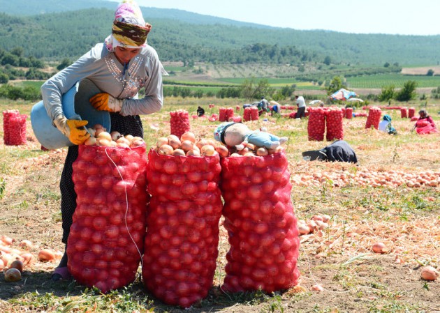 Ramazan'da güneş altında hasat zorluğu