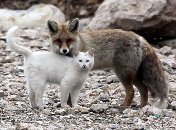 <p>Bu tilki ve kedi ikilisi, kayaların üzerinde oyun oynarlarken balıkçılar tarafından fark edildi.</p>
