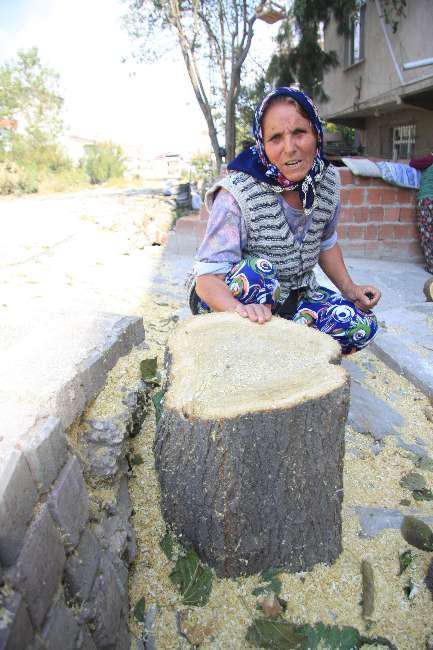 Ağa&ccedil;ların kesilmesi sebebiyle sokakta oturan vatandaşlar tepki g&ouml;sterdi. 17 yıldır ağacına baktığını s&ouml;yleyen bir vatandaş, kesilen k&ouml;k&uuml; g&ouml;stererek, &ldquo;Sanki evladımı kaybettim. Park yapılsın ama ağa&ccedil;larımızı neden kestiler? Bu kadar canilik olmaz. Komşular birbirimize d&uuml;şt&uuml;k. Oturuyorduk altında&rdquo; dedi.