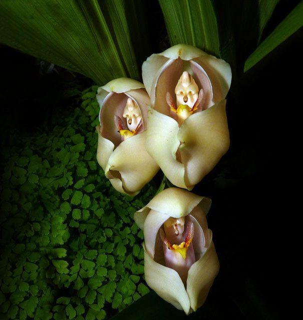 <p>Bebekler kundakta</p>
