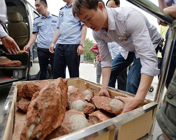 <p>Heyuan'da ilk kez 1996 yılında bir inşaat alanında oynayan çocuklar tarafından bulunan dinozor yumurta fosillerinin sayısı, bugün 17 bini geçmiş durumda.</p>
<p> </p>