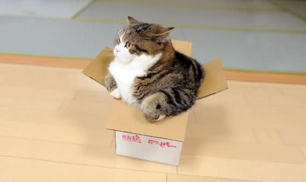 <p>Maru ve kutuları</p>
