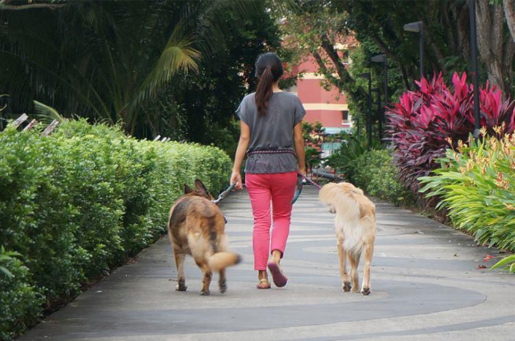 <p>6- Köpeğinizi yürüyüşe çıkararak siz de yürüyün.</p>
