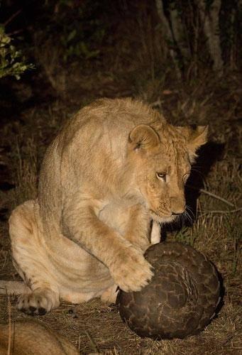 <p>Bu kareler Masai Mara'da fotoğrafçı Greg du Toit tarafından çekildi.</p>

<p> </p>
