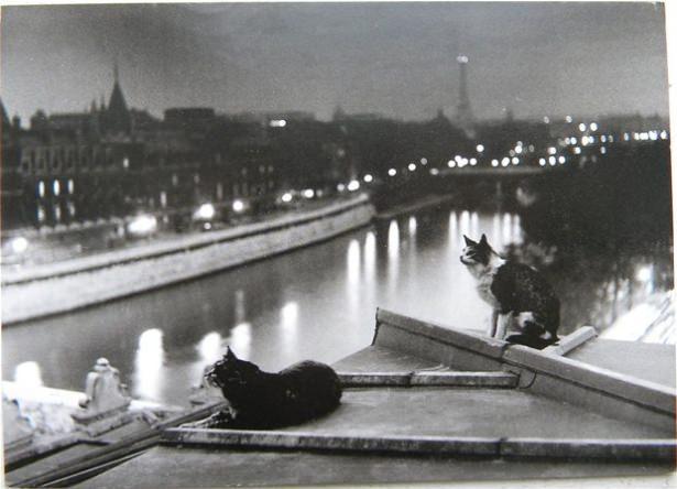<p>Paristeki bir terasta duran kediler, 1954</p>

<p> </p>
