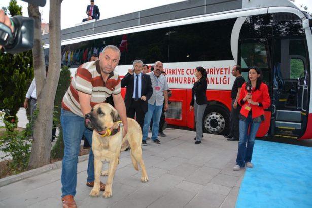 <p>Aksaray'da temaslarda bulunan Cumhurbaşkanı Erdoğan'a iki adet yavru köpek hediye edildi. O anlarda Erdoğan'ın neşeli sohbeti dikkat çekti.</p>
