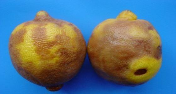 <p>Eğer meyvenin hücre yapısı bütünselliğini koruyabilirse, fenol bileşikler ile bu fenol bileşikleri parçalayan enzimler birbirinden ayrı olarak yapılarını korur. </p>
