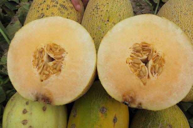 <p>Meyvelerin üzerinde meydana gelen bu bozulmalar sonucunda, oksijen diğer organik bileşenlerle temasa girer ve zaman içerisinde bozulma bir domino taşı etkisi yaratarak tüm bileşenlere ulaşarak gıdayı tüketilmez hale getirir.</p>
