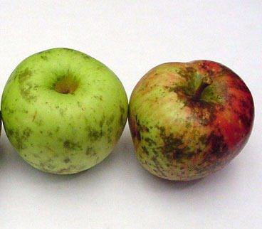 <p><span style="color:rgb(134, 134, 134)">Bir elma kahverengi bozulmalar yaşarken, bir portakal ve limon gibi gıdalar kahverengileşmez. </span></p>
