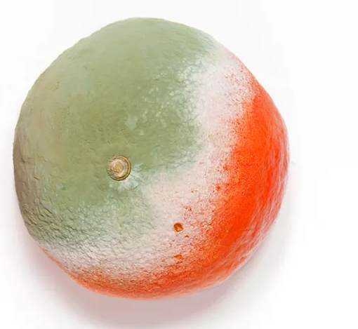 <p><span style="color:rgb(134, 134, 134)">Meyvelerin çoğu kahverengileşme yani fenol bileşiklerin bozulması reaksiyonunu gösterirken, turunçgiller gibi içeriği asitli gıdalarda bu renk gözlenmez. </span></p>
