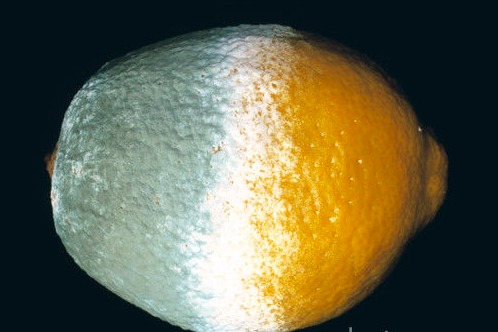 <p>Bu tür gıdalarda farklı bozulma şekilleri ve farklı enzim sistemleri görev yapacaktır.</p>
